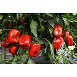ReinSaat Paprika "Fiorosso" - 20 zrn. Cene