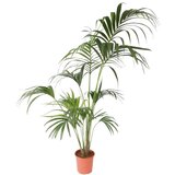 Plant in a Box kentia - howea forsteriana - višina 150-170cm - ⌀24cm, (21758294) Cene