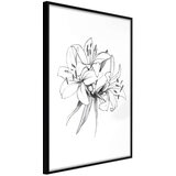  Poster - Sketch of Lillies 20x30 Cijene
