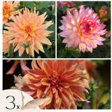Plant in a Box korenine dalije - 3 kos - dahlia 'labyrinth & twotone' - cvetne čebulice, (21757829) | Shoptok.si
