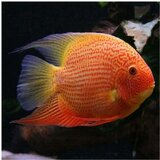 Akvarijum Centar Severum red | ePonuda.com
