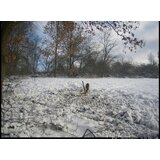 OXE Lovska kamera WiFi Hunter RD3019 in kovinska škatla + 32GB SD kartica, 8 baterij in stojalo! | Shoptok.si