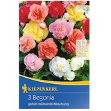 KIEPENKERL Lukovice ljetnog cvijeća (Begonia, 3 Kom.) | shoptok.hr