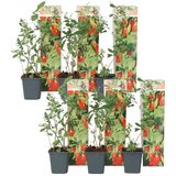 Plant in a Box goji jagode - 6 kos - lycium barbarum - višina 25-40cm - ⌀9cm, (21757792) Cene