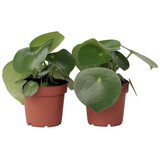 Plant in a Box poprovka - 2 kos - peperomia polybotrya - višina 20-30cm - ⌀12cm, (21758236) Cene