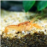 Akvarijum Centar cambarellus patzcuarensis - CPO rak | ePonuda.com
