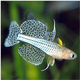 Akvarijum Centar pseudomugil gertrudae | ePonuda.com