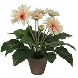  Umjetna biljka Gerbera (Visina: 35 cm, Kremasto, Plastika) Cijene