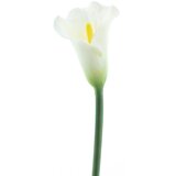  Cvet CALLA 74cm 96064-0 - White - NNT Cene