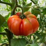BIO rdeči paradižnik “Marmande” - 35 zrn. | Shoptok.si
