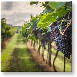  Slike na platnu GROZDJE_091-12 (moderne slike na platnu) | Shoptok.si