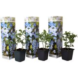 Plant in a Box kapska svinčenica - 3 kos - plumbago auriculata - višina 25-40cm - ⌀9cm, (21757607) Cene