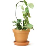 Botanopia Pomoč pri plezanju "Mini Plant Stake" - Hoop Cene