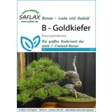 Saflax Bonsai - rumeni bor Cene