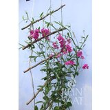  Širokolistni grahor - 1 pkt. | Shoptok.si