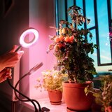 Fleksibilna LED prigušiva stolna lampa sa klipsom za uzgoj biljaka VITARO 2xLED/4W/230V crna | Eponuda.com