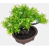 Sinsay Bonsai stablo u posudi | shoptok.hr
