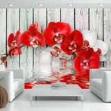  Tapeta - Ruby orchid 400x280 Cijene