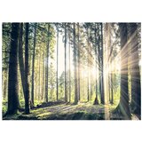  Samoljepljiva foto tapeta - Forest Walk 98x70 | shoptok.hr