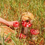 DOIY vaza pečurka (amanita), crvena i bela, 15 ili 20 cm, | ePonuda.com