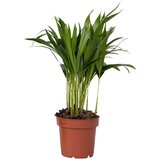 Plant in a Box palma areka - dypsis lutescens - višina 30-45cm - ⌀12cm, (21758131) Cene