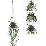  VISEĆA BILJKA PVC | Eponuda.ba