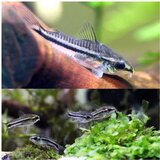 Akvarijum Centar Cordoras pygmy cory | ePonuda.com