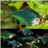 Akvarijum Centar green puntius tetrazona | ePonuda.com