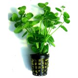 Rainforest micromeria brownei | ePonuda.com