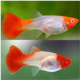 Akvarijum Centar koi guppy | ePonuda.com