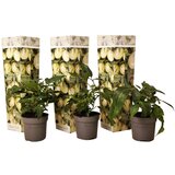 Plant in a Box pepino - 3 kos - solanum muricatum 'pepino gold' - višina 25-40cm - ⌀9cm, (21778497) | Shoptok.si