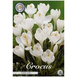  Cvjetne lukovice Crocus Vernus D Arc (Bijela, Botanički opis: Crocus) Cijene