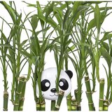 Melii Snack Container kutija za užinu Panda 232 ml | shoptok.hr