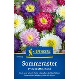 KIEPENKERL Poletne astre "Princess Mixure" - 1 pkt. | Shoptok.si