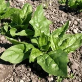 Bio špinača "Erste Ernte" - 10 g