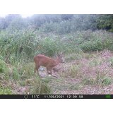 OXE Fotozamka Gepard II, lovački detektor i metalna kutija + 32GB SD karta i 6 kom baterija! | shoptok.hr