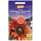 De Bolster Sončnica "Velvet Queen" Cene