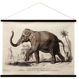 Signes Grimalt Slike, platna Platno Za Zvijanje Slona Kaki | Shoptok.si