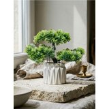 Sinsay Dekorativna biljka u saksiji – bonsai drvo cijene