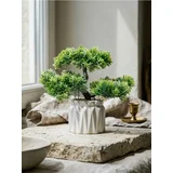 Dekorativna biljka u saksiji – bonsai drvo