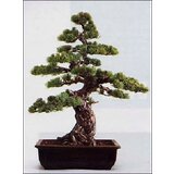 TROPICA Japonski beli bor Cene