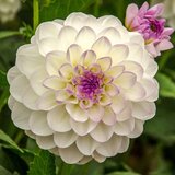 Royal De Ree Lukovica Georgina, dalija - Dahlia Ball Eveline 1/1 Cene