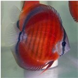 Akvarijum Centar Red rose discus Cene
