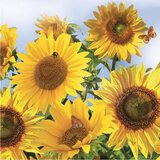  Serviete za decoupage Sunflowers in the Sky - 1 kos Cene