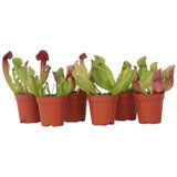 Plant in a Box škrlatna vrčkovka - 6 kos - sarracenia purpurea - višina 15-20cm - ⌀5,5cm, (21758246) | Shoptok.si