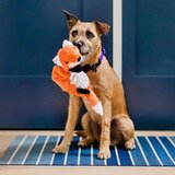 Play Pseća igračka Fox – | shoptok.hr