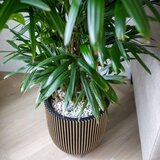 Capi Korito Groove 35x34 črna in zlata | Shoptok.si