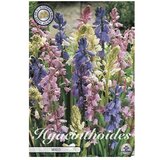  Cvjetne lukovice Hyacintoides Hispanica Mixed (Mješane boje, Botanički opis: Hyacintoides) Cijene