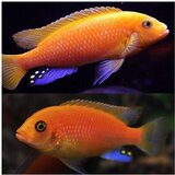 Akvarijum Centar red zebra cichlid | ePonuda.com