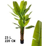 Lilium banana 1x3 sa 23 lista, 220 cm, 567383 Cene